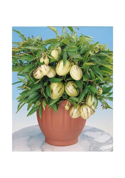 Cox Shine Mersin Pepino Fidesi