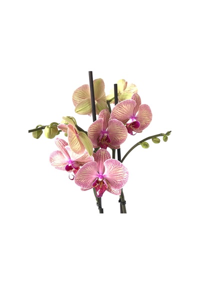 Phalaenopsis 'Golden Leopard' (Pembe Orkide) Ø12 CM 70-80 CM