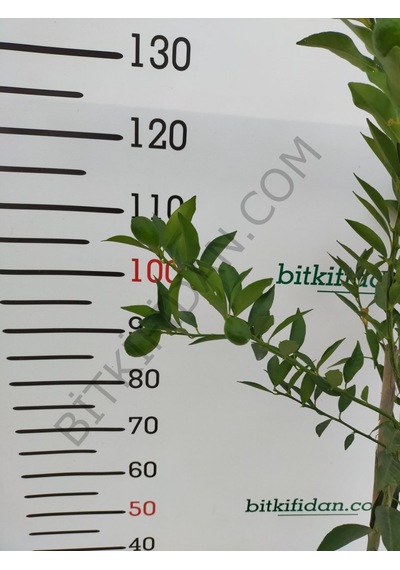 3 Yaş Aşılı Limequat Fidanı