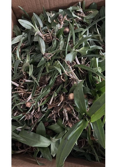 50 Adet Salep Fidesi