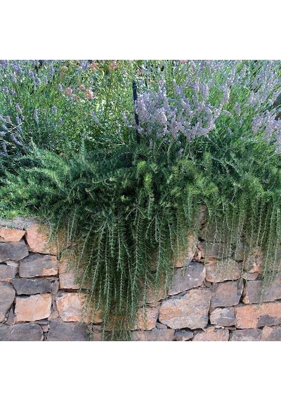 Yayılıcı Biberiye Rosmarinus Officinalis Prostratus 2 Adet