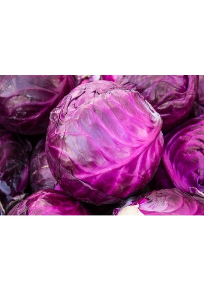 Yerli Kırmızı Lahana Tohumu 10 GR Ort 2000 Ad Tohum N115133