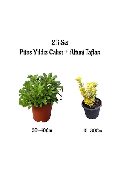 Pitos Yıldız Çalısı+altuni Taflan 2'li Çit Bitkisi Seti Saksılı Dış Mekan Bitkileri