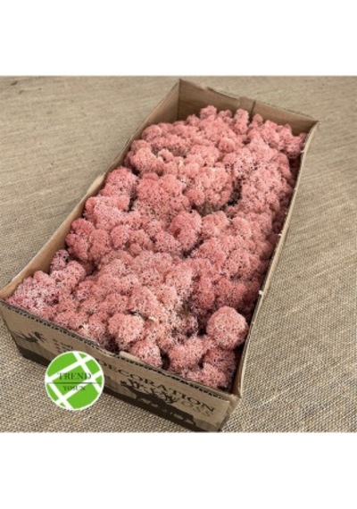 Trend Bahçe Reindeer Moss Roze Color Şoklanmış Norveç Yosunu 500 G