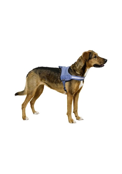 Belden Köpek Tasması Maestro 2.0 L 64-90 cm x 25 mm Mavi