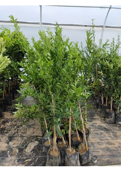 3 Yaş Aşılı Limequat Fidanı