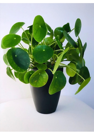 Pilea Çiçeği - Çin Para Bitkisi 5787