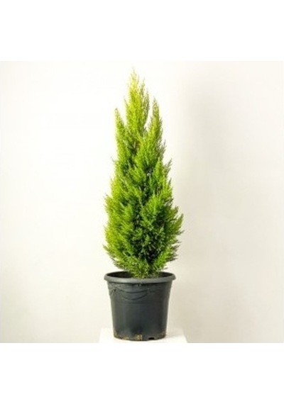Limon Çamı Servi Fidanı 30-60 Cm
