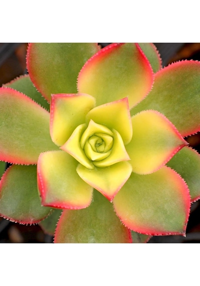 Aeonium Kiwi Gökkuşağı Sukulent 10 Adet