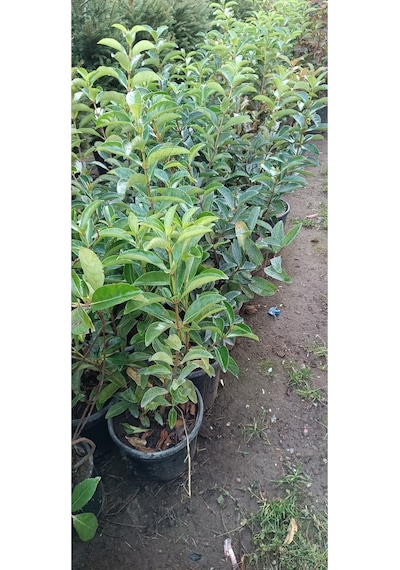 Videolu Lucidum Kartopu Çit Bitkisi 1 Adet Saksılı/ Tüplü 100-120cm Viburnum Tinus Lucidum