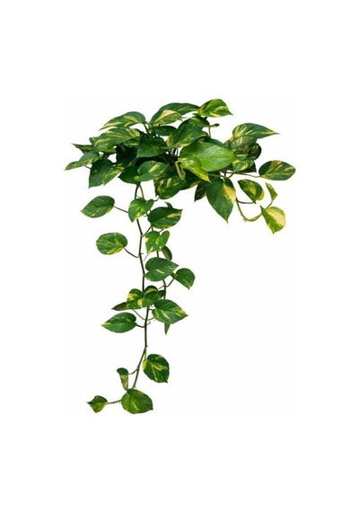Serada Decor Plant Patos Sarmaşık Salon Sarmaşığı Askılı Saksıda