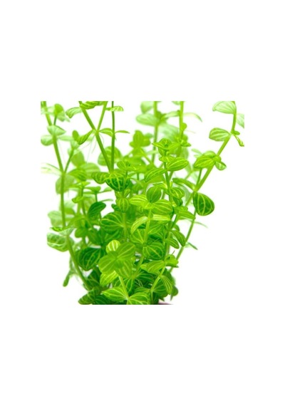 Rotundifolia In Canlı Bitki Çok Renkli