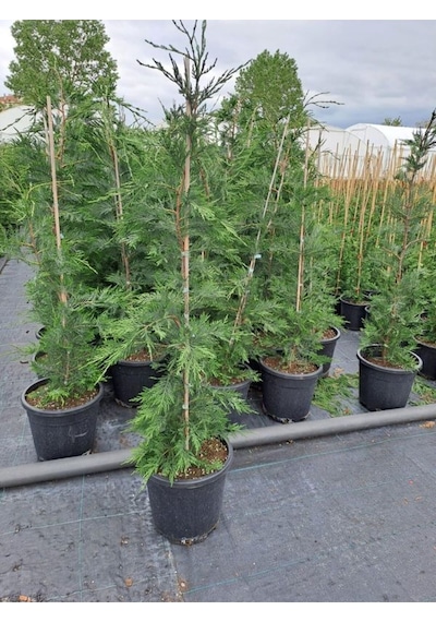 Videolu 10 Adet Leylandi Çam Fidanı Saksılı\tüplü 15-20 Cm Leyland Cypress Sapling
