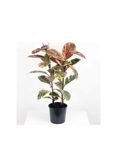 Kauçuk Çiçeği Tekli Pembe Alacalı 80-100cm. Ev Salon Ofis Çiçeği