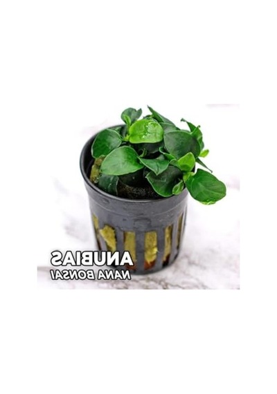 Canlı Anubias Nana Bonsai Bitkisi, Saksılı