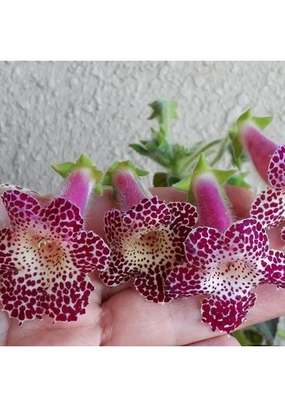 Özel Çeşit Maja Kohleria Japon Küpelisi Çiçeği Fidesi Mini Potta