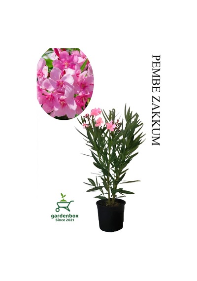 Pembe Renk Zakkum Çiçeği Fidanı 1adet Saksılı 30-60cm Yaz Çiçeği