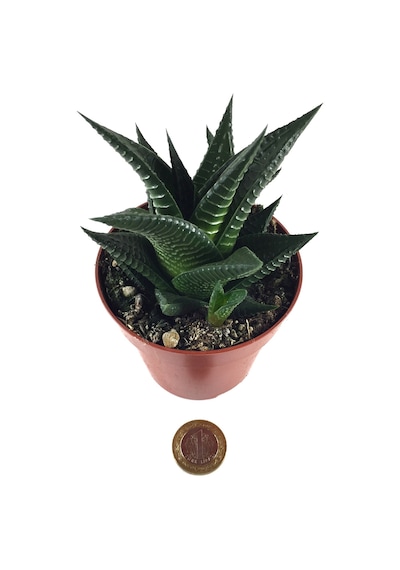 Haworthia Limifolia (Sukulent) Ø10,5 CM Y10-15 CM