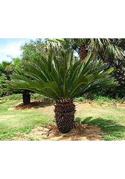 Cycas Tohumu Ekim Seti 3 Tohum Sikas Tohumu +Saksı+Toprak+