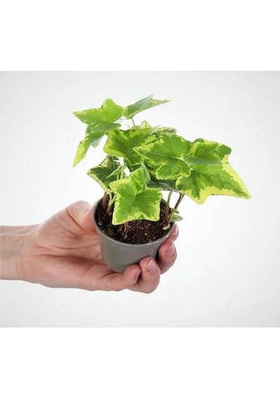 Videolu Çingene Şalvarı-hedera Helix Sarmaşığı 2 Adet Saksılı 10-15cm Iç/ Dış Mekan Bitkisi