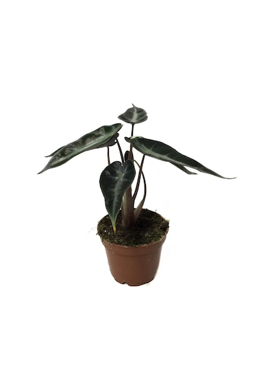 Alocasia Bambino Fil Kulağı