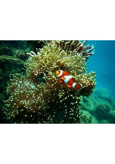 Kanki Pet KP554015 Akvaryum Arka Fon Yapıştırma 50 CM