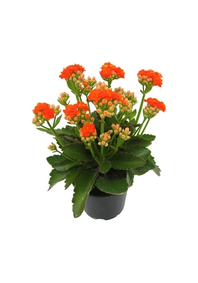 Turuncu Çiçekli Kalanşo Kalanchoe Çiçeği Ithal Büyük Boy
