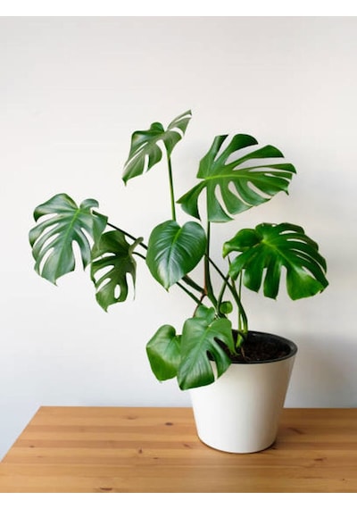 Videolu Deve Tabanı 1 Adet Saksılı 60-85 Cm Iç Mekan Salon Ofis Bitkisi Monstera Delicious