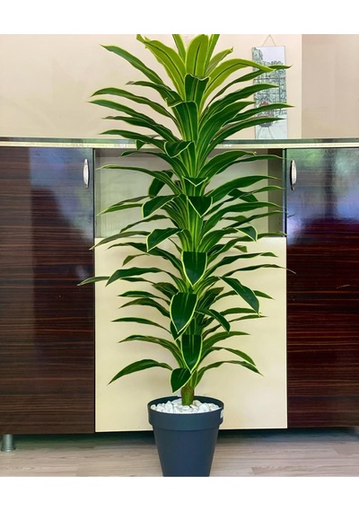 Rüzgar Yapay Çiçekçilik 170 Cm Boyunda Dracaena Ağacı Yeşil