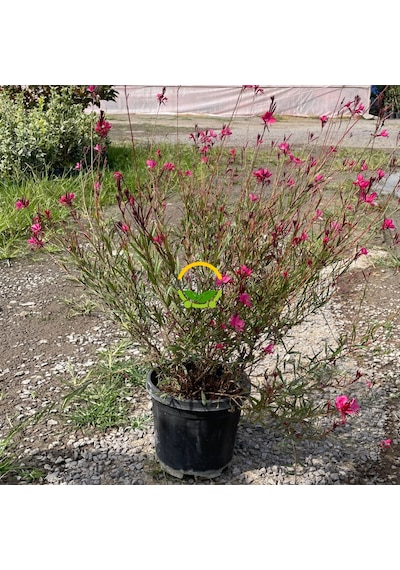 10 Adet Gaura Çalısı Paketi 'gaura Lindhemeria'