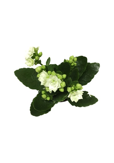 Kalanchoe Calandiva 'White' (Kalanşo Çiçeği) Ø5,5 CM Y0-10 CM