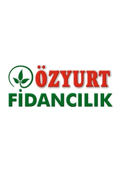 Tüplü Murt Beyaz Hambeles Boy: 90-120 Cm