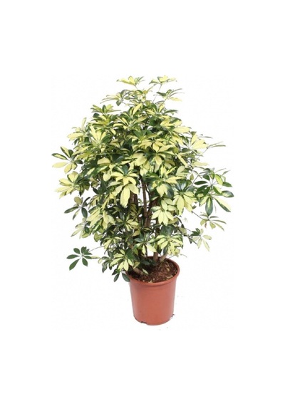 Şeflera Bitkisi 80 Cm Schefflera Bitkisi 5 Parmak Bitkisi Ev Bitkisi Ofis Bitkisi Salon Bitkisi