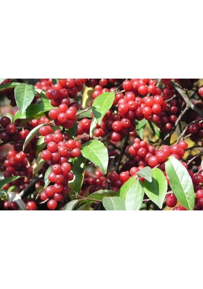 Güz Zeytini Eleagnus Umbellata Fidanı 150 -180 Cm Boyunda Meyve