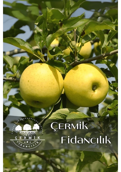 Tüplü Golden Sarı Elma Fidanı