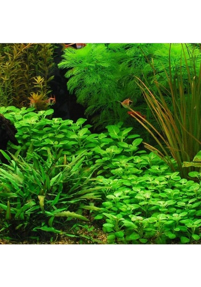 Lobelia Cardinalis Saksı Canlı Bitki Diğer