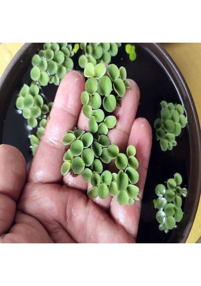 Salvinia Cuculatta 2 Kök Su Üstü Bitkisi 2 Adet