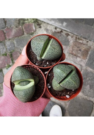 10 Adet Pleiospilos Nelii Succulent Tohumu