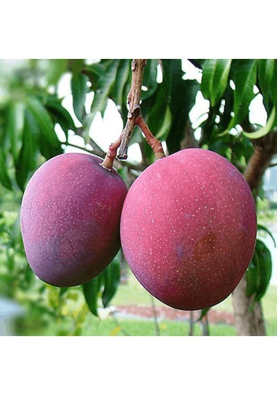 Aşılı Tommy Atkins Mango Fidanı - 2 Yaş - Tüplü 60-70 Cm - Kıpkırmızı Meyveli Dayanıklı Çeşit Hemen Dikime Hazır
