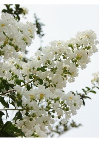 Lagerstromia İndica Beyaz Oya Çiçeği Fidanı 40-60 Cm