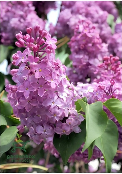 Kokulu Leylak Çiçeği Fidanı 1 Adet Saksılı 30-60 Cm Syringa