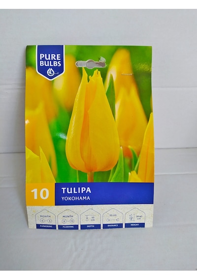 Tulip Yokohama Soğanı 10 Adet Sarı Lale