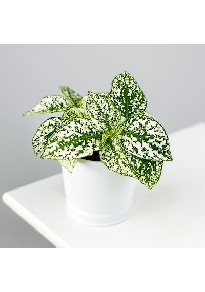 Serada Decor Plant Hypoestes Phyllostachya - Hostes Çiçeği Beyaz