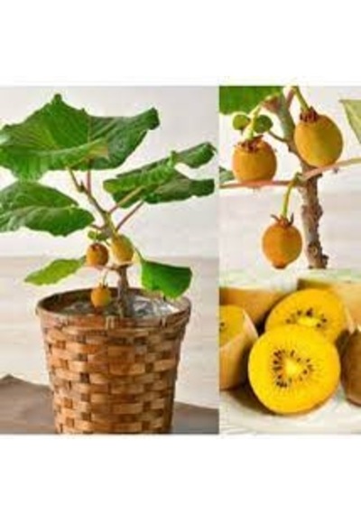 50 Adet Tohum Bodur Kivi Bonsai Ağacı Tohumu Saksı Toprak