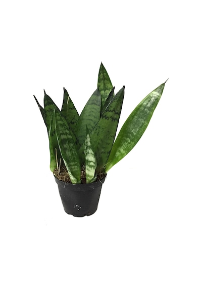 Sansevieria Zeylanica (Paşa Kılıcı)  Ø5,5 CM H10-15 CM