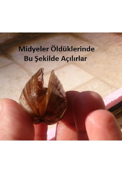Tatlı Su Midyesi 1 Adet 4-9 Cm
