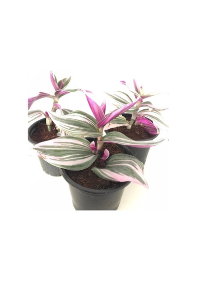 Pembe Telgraf Çiçeği Fidanı 10-20 Cm Cn104100000pem