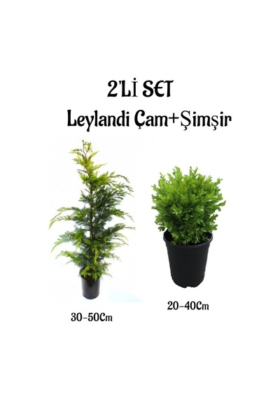 Leylandi Çam Ağacı Fidanı+çalı Şimşiri 2'li Set Saksılı Dış Mekan Bitkisi