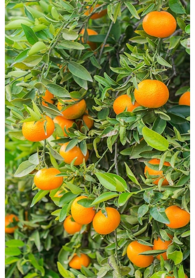 2 Adet Tüplü Yediveren Mandalina Fidanı 3 Yaş