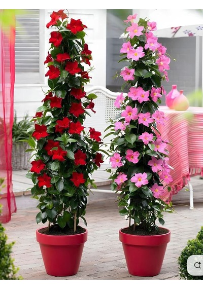 Karışık Renkli Mandevilla Kırmızı-beyaz 30 60 Cm Bol Çiçekli Sarmaşık Bitki